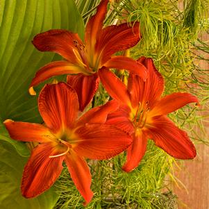 CHRISTMAS TIME DAYLILY