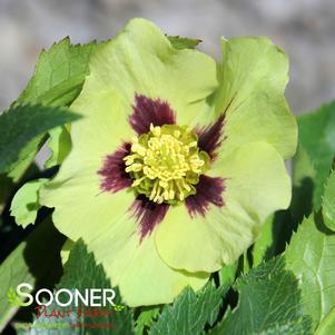 HONEYMOON® IRISH LUCK LENTEN ROSE