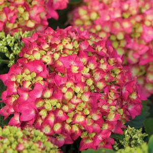 PINK SHIRA™ HYDRANGEA