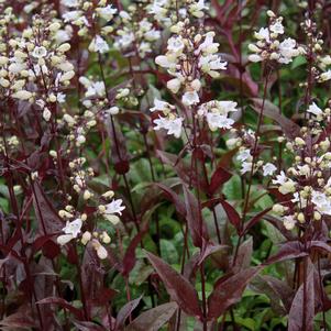 HUSKER RED IMPROVED BEARDTONGUE