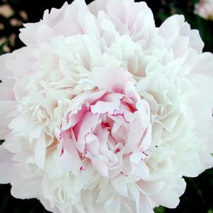 CHESTINE GOWDY GARDEN PEONY