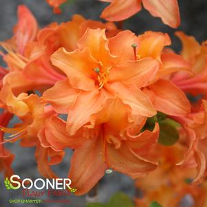 MANDARIN LIGHTS DECIDUOUS AZALEA