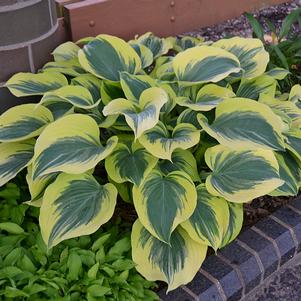 LIBERTY HOSTA