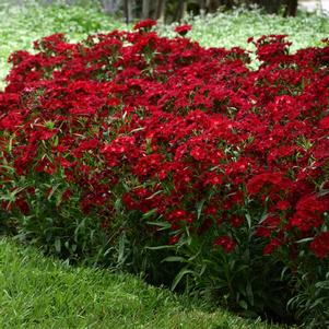 ROCKIN'™ RED DIANTHUS