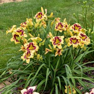 RAINBOW RHYTHM® STAR OF THE NORTH DAYLILY