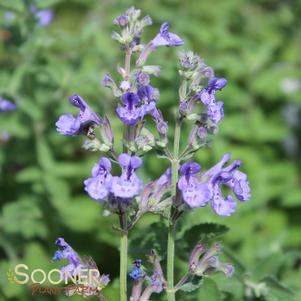 WALKER'S LOW CATMINT