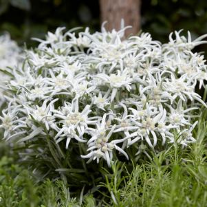 EDELWEISS