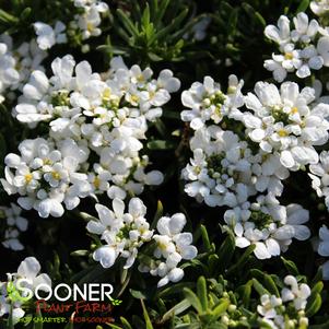 SNOWSATION CANDYTUFT