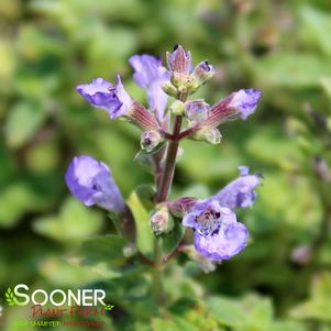 KITTEN AROUND CATMINT