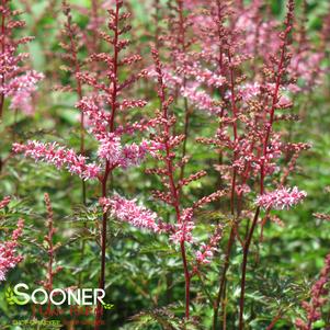 KEY WEST ASTILBE