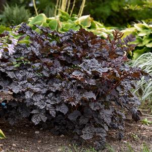 DARK SIDE OF THE MOON ASTILBE