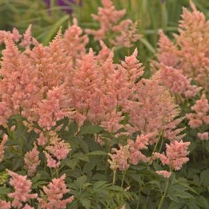 PEACH BLOSSOM ASTILBE