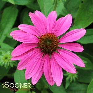 POW WOW® WILD BERRY CONEFLOWER