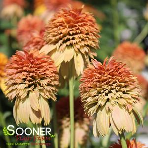 ORANGE FASCINATOR CONEFLOWER