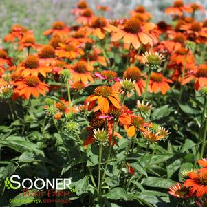 SOMBRERO® ADOBE ORANGE CONEFLOWER