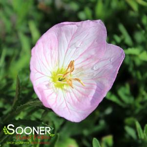 SISKIYOU EVENING PRIMROSE