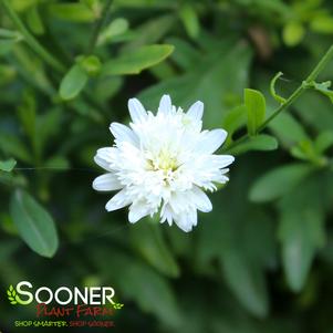 MONGOLIAN ASTER