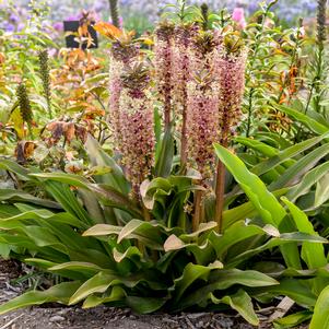 CROWNING GLORY™ PRINCESS BRIDE PINEAPPLE LILY