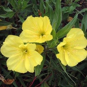 MISSOURI PRIMROSE