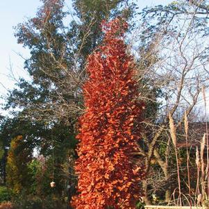 CHIMNEY FIRE OAK