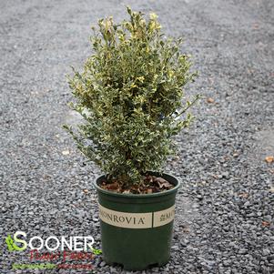 VARIEGATED ENGLISH BOXWOOD