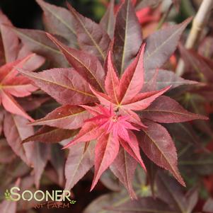 <em>Acer</em> RUBY STARS DWARF UPRIGHT JAPANESE MAPLE: 