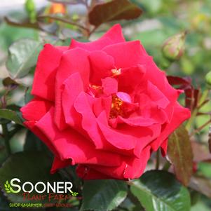 DROP DEAD RED™ FLORIBUNDA ROSE