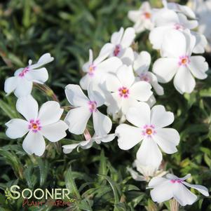 AMAZING GRACE CREEPING PHLOX