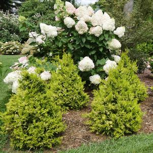 SOFT SERVE® GOLD FALSE CYPRESS