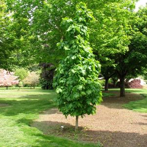 SUGAR CONE SUGAR MAPLE