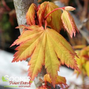 JORDAN FULL MOON UPRIGHT JAPANESE MAPLE