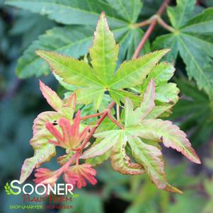 GARDEN GLORY FULL MOON UPRIGHT JAPANESE MAPLE