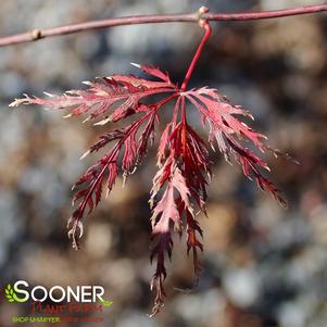 BENI KUMO NO SU DWARF WEEPING JAPANESE MAPLE