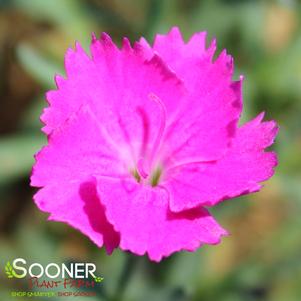 PAINT THE TOWN FUCHSIA DIANTHUS