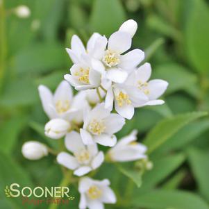 NIKKO SLENDER DEUTZIA