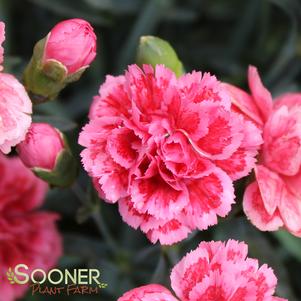 SUPERTROUPER™ SILVER PINK DIANTHUS