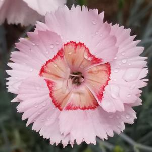 WHETMAN® AMERICAN PIE® GEORGIA PEACH PIE DIANTHUS