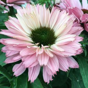 SUNSEEKERS® SALMON CONEFLOWER