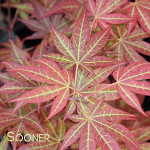 BOSKOOP GLORY UPRIGHT JAPANESE MAPLE