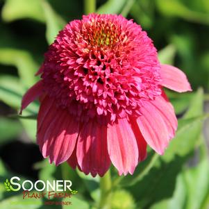 DOUBLE DIPPED™ RAINBOW SHERBET CONEFLOWER