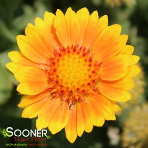 ARIZONA APRICOT BLANKET FLOWER