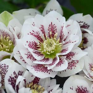 WEDDING PARTY® CONFETTI CAKE LENTEN ROSE