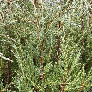 WOODWARD COLUMNAR JUNIPER