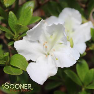 BLOOM-A-THON® PEARL™ AZALEA