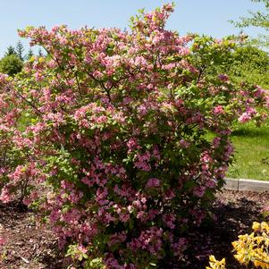 ELECTRIC LIGHTS™ DOUBLE PINK DECIDUOUS AZALEA