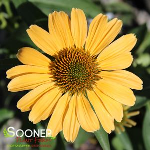 COLOR CODED® ONE IN A MELON CONEFLOWER