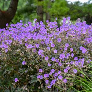 BOOM CHOCOLATTA CRANESBILL GERANIUM