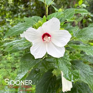 CHRISTIE'S SNOWSTORM HARDY HIBISCUS