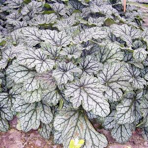 VENUS CORAL BELLS