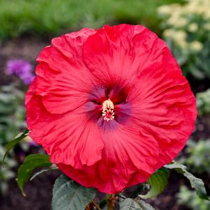 SUMMERIFIC® VALENTINE'S CRUSH HARDY HIBISCUS